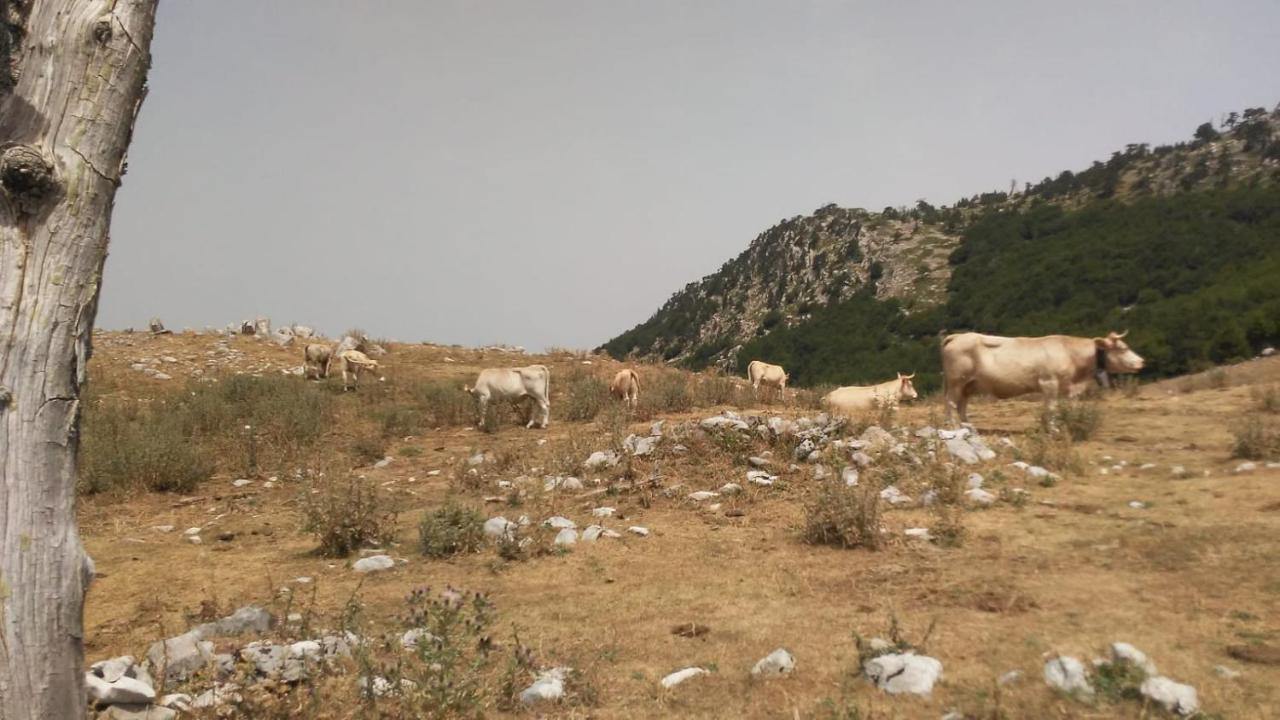 Mille E Una Notte San Severino Lucano Dış mekan fotoğraf