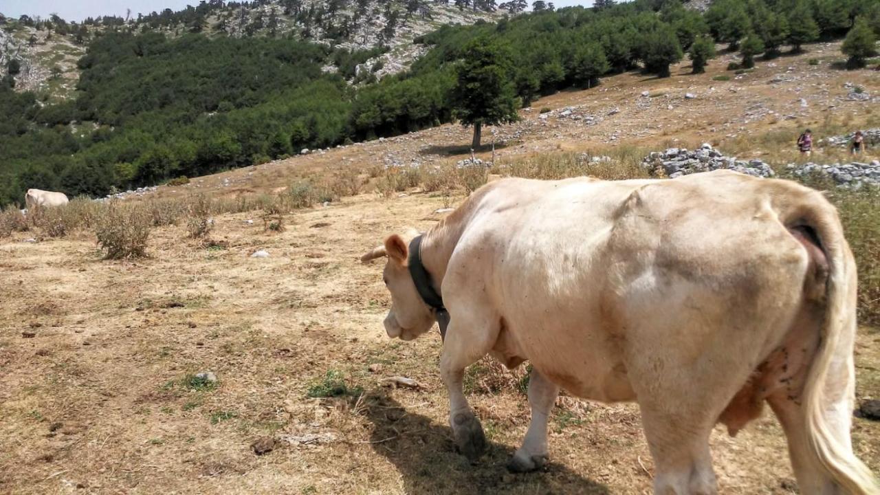 Mille E Una Notte San Severino Lucano Dış mekan fotoğraf